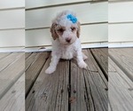 Small Photo #133 Goldendoodle (Miniature) Puppy For Sale in GASTONIA, NC, USA