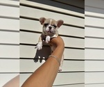 Small #9 French Bulldog