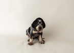 Small #10 Bluetick Coonhound