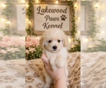 Small #2 Maltipoo (Miniature)