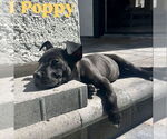 Small #7 American Staffordshire Terrier Mix