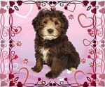Puppy Leonardo Bernedoodle (Miniature)