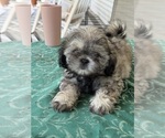 Image preview for Ad Listing. Nickname: Bear