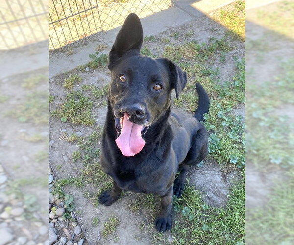 Medium Photo #2 German Shepherd Dog Puppy For Sale in Sacramento, CA, USA