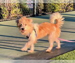 Small #2 Havanese Mix