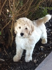 Goldendoodle Puppy for sale in OMAHA, AR, USA