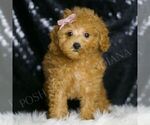 Small Photo #91 Poodle (Miniature) Puppy For Sale in WARSAW, IN, USA