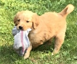 Small Photo #2 Golden Retriever Puppy For Sale in FINLAYSON, MN, USA