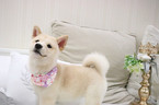 Small Photo #10 Shiba Inu Puppy For Sale in SAN FRANCISCO, CA, USA