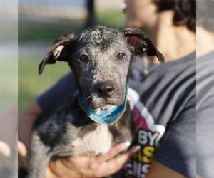 Mutt Dogs for adoption in San Antonio, TX, USA