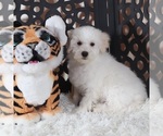 Small #2 Maltipoo (Miniature)