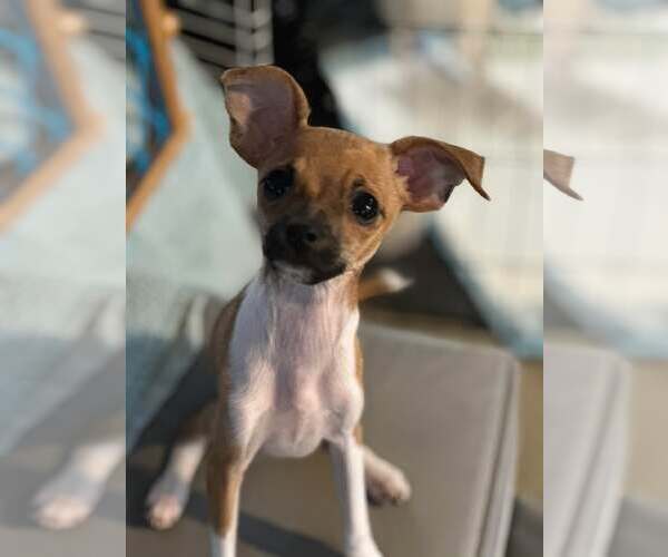 Medium Photo #1 Chihuahua-Unknown Mix Puppy For Sale in Visalia, CA, USA