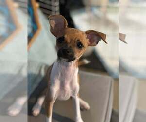Chihuahua-Unknown Mix Dogs for adoption in Visalia, CA, USA