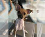Small Chihuahua Mix