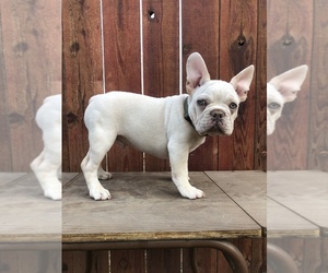 French Bulldog Puppy for sale in BAKERSFIELD, CA, USA