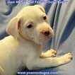 Small Photo #276 Dogo Argentino Puppy For Sale in JANE, MO, USA