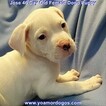 Small #275 Dogo Argentino