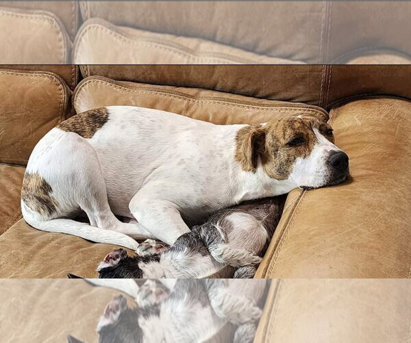 Medium Photo #16 Mutt Puppy For Sale in Rosenberg, TX, USA