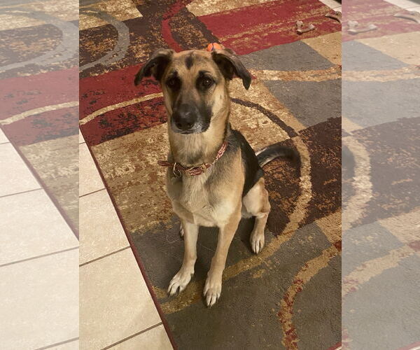 Medium Photo #2 German Shepherd Dog-Unknown Mix Puppy For Sale in Mobile, AL, USA