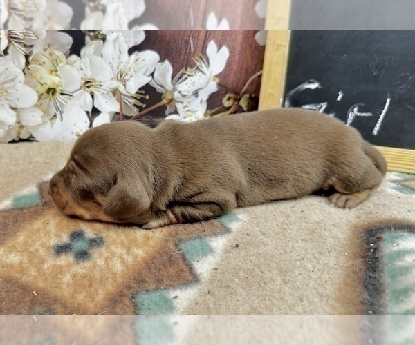 Medium Photo #3 Dachshund Puppy For Sale in CASSVILLE, MO, USA