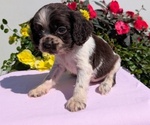 Small Photo #34 Cocker Spaniel Puppy For Sale in GOSHEN, IN, USA