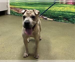 Medium Chinese Shar-Pei Mix