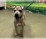 Small Chinese Shar-Pei Mix