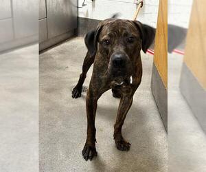 Mutt Dogs for adoption in Forestville, MD, USA