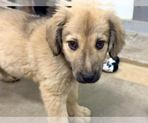 Medium Photo #3 Anatolian Shepherd-Golden Retriever Mix Puppy For Sale in Cave Creek, AZ, USA