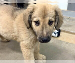 Waffle - Female Anatolian Shepherd-Golden Retriever Mix Dog for Adoption - Photo #3