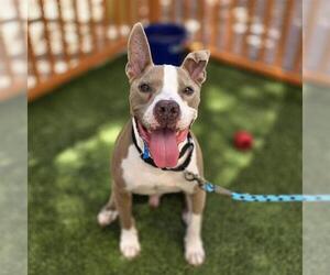 Mutt Dogs for adoption in Las Vegas, NV, USA