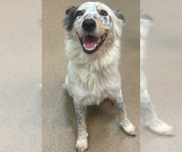 Medium Photo #3 Australian Shepherd-Unknown Mix Puppy For Sale in Genesee, WI, USA