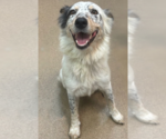 Small #2 Australian Shepherd Mix