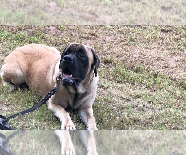 Medium Photo #4 Mastiff Puppy For Sale in LEESBURG, GA, USA
