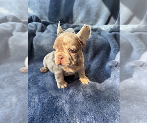 Medium Photo #2 French Bulldog Puppy For Sale in REVERE, MA, USA