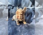 Small #1 French Bulldog