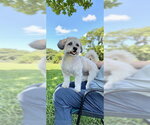 Small Photo #6 Shih Tzu-Unknown Mix Puppy For Sale in Weston, FL, USA