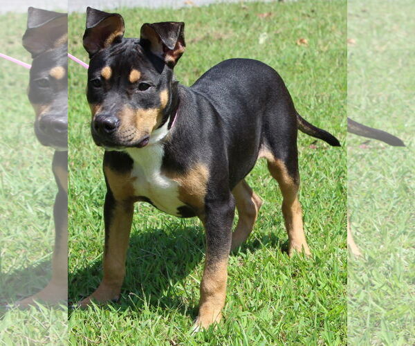 Medium Photo #3 Mutt Puppy For Sale in Prattville, AL, USA