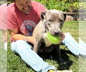 Scottie - Male Labrador Retriever-Staffordshire Bull Terrier Mix Dog for Adoption - Photo #7