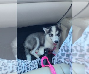 Huskimo Puppy for sale in EULESS, TX, USA