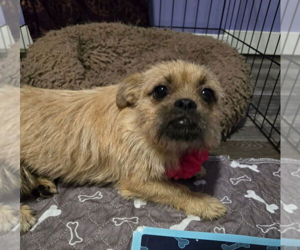Medium Photo #3 Cairn Terrier-Unknown Mix Puppy For Sale in Aurora, IN, USA