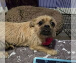 Small #2 Cairn Terrier Mix