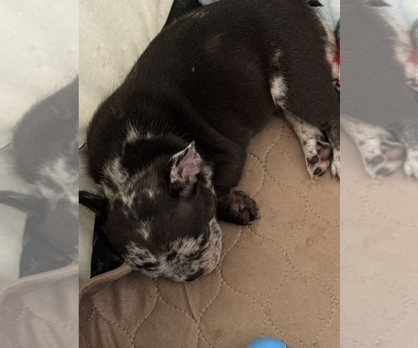 Medium Photo #16 French Bulldog Puppy For Sale in LEESBURG, GA, USA