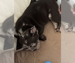Small Photo #16 French Bulldog Puppy For Sale in LEESBURG, GA, USA