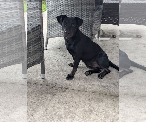 Medium Photo #1 Labrador Retriever-Unknown Mix Puppy For Sale in Doylestown, PA, USA