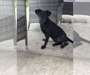 Labrador Retriever-Unknown Mix Dogs for adoption in Doylestown, PA, USA
