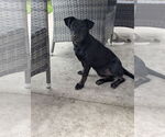 Small Labrador Retriever Mix