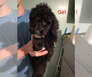 Aussiedoodle Puppy for sale in CAPE CORAL, FL, USA