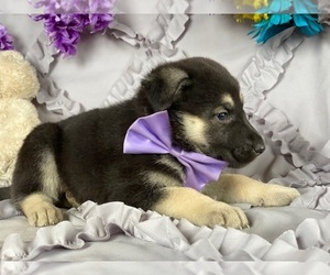 German Shepherd Dog Puppy for sale in LANCASTER, PA, USA
