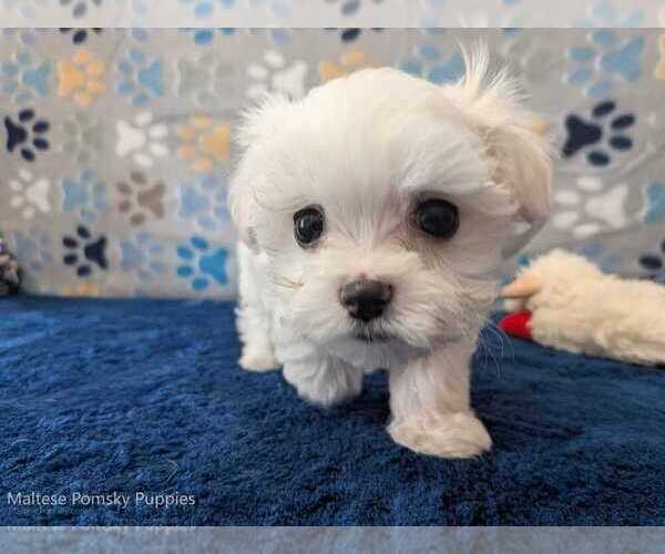 Medium Photo #10 Maltese Puppy For Sale in OCALA, FL, USA